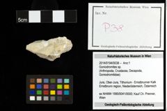 Foto (Objekt + Etiketten) von Goniodromites sp. 